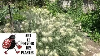 chaîne jardinage: Pennisetum villosum taille et entretien : Plante vivace