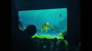 Crush the sea turtle gets the bubbles 🌊🐢🌊