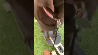 Maria The Dog Trainer & Dakota 8/4/2021