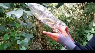 #🐍 released mission#2 COMMON BRONZE-BACK TREE 🐍#Dendrelaphis tristis#Non-venomous#BET-ACHRA SAP#