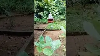 @Indira park 🏞️ 🏞️ 🏞️ @ panchatatva Walk ### beautiful place 