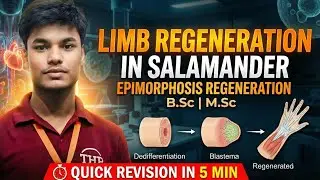 Epimorphosis Revision kr lo 5 min me