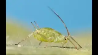 Pea aphid