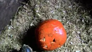 The pumpkin tale