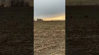 9 month old Chesapeake Bay Retriever Ammo!first goose retrieve