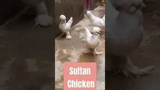 Sultan #chicken #fancychicken #shortsfeed #shorts #viral