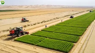 Desert Is As Hot As Fire, But Rice Can Still Be Grown &ndash; How Farmers In Xinjiang, China Do It?