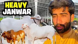 Heavy Janwar | Karachi Mandi K Liye New Janwar Lay Liye 🥰 | Mushtaq Bhai Vlog