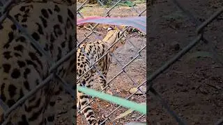 Margay cat Merida Yucatan Mexico tropical city park animal life #nature #explore #travel #wildcats