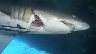 180204 -  Sharks and Snorkelling   Rottnest West End - 4th Feb 2018