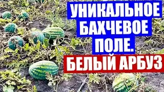 Астрахань 2020. Репортаж с уникального бахчевого поля. Сушка семян арбузов и дынь. Дегустация арбуза