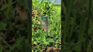 How to graft plants #tips #gardeningtips ##shorts #tricks