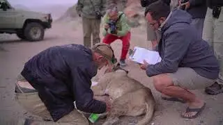 Behind-the-Scenes of Wilderness Travel's Desert Lion Safari in Namibia