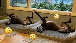 HILARIOUS DOGS Being Weird 🤪 NEW Funniest Dogs Video 2026
