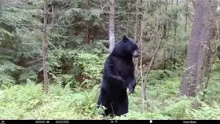 Black Bear Marking Tree