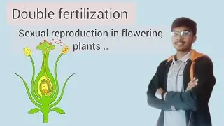 Double fertilization in angiosperms plants