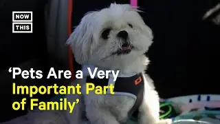 Dubai-Based Taxi Service Helps Pets Travel With Their Humans