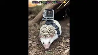 other animals found inside the hole Vs the last one 😲🤪😜💀 #phonkmusic #crazy