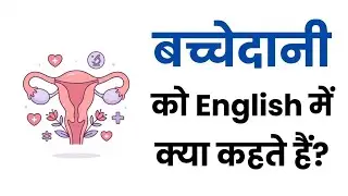 बच्चे दानी को English में क्या कहते हैं? |Bacche Dani Ko English Mein Kya Kehte Hain?
