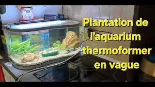 Plantation de l'aquarium thermoformer en vague