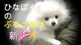 2025/3/30 はじめてのお散歩 新世界でぶるっちゃ 【愛犬日記ひなぽんランド】