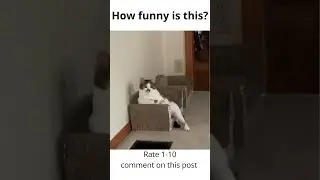 Funny cat sitting on a sofa! #shorts