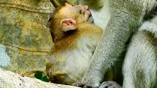 Sweet time poor baby monkey Janna trying to get mom milk