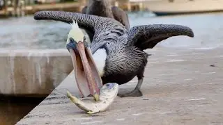 Кормить пеликана... ЭТО ОЧЕНЬ КРУТО!!!!