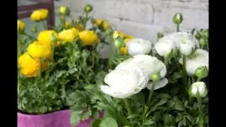 Ranunculus Sprinkles German music