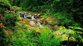 Promote alpha brain wave production associated with relaxation Forest River Deep Meditation. . .