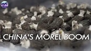 Private rural farms drive billion-dollar morel industry in China