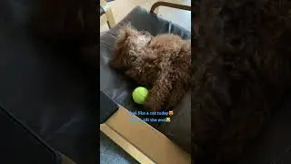 Nero throws his ball - wait what whut wut