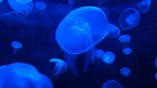 Enigma Best Remixes (Sound Impetus)