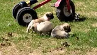 Puginese Puppies - www.greenfieldpuppies.com