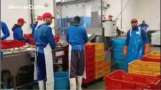Granchio blu, si raddoppia: nasce la seconda fabbrica