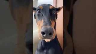 cat and dogs Funny video#cat #dog #funny #funnymoments #funnyshorts #funnyvideo