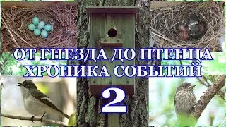 От гнезда до птенца. Хроника событий. Мухоловка-пеструшка ( Ficedula hypoleuca ) 2 часть