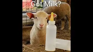 Sheep Farming: Got Milk #shorts