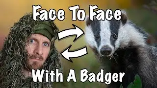 The badger came SO close! : Photographing Badgers