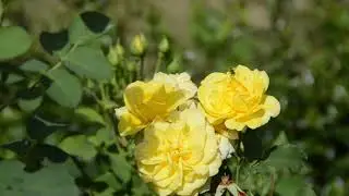 Rose flower with relaxing music 🎶 🎵  beautiful rose quotes ll nature video