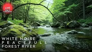Small Stream in Green Jungle - Relaxing Nature Sounds for Stress Relief | ASMR | Closer to Nature
