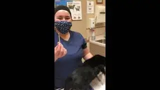 How to Administer Insulin to a Cat
