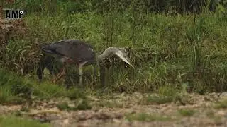 Juvenile Heron on the river Derwent