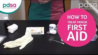 How To Treat Your Dog&rsquo;s Minor Injuries At Home