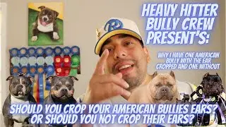 Should You Crop Your American Bully's Ears? Or Should You Not Crop? | American Bully | ABKC | UKC