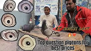 Top question pigeons for sale in Bangalore 2026🔥/👉8310926053