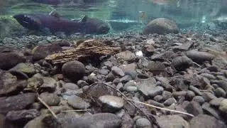 Highlights of Wild Coho Spawning December 7,2023 in the spawning grounds at Eagle Creek Springs.