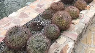 Cantero Cactus de Hábitat