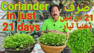 The fastest way to grow Coriander