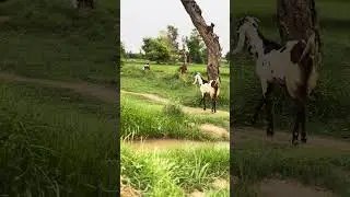 Beautiful goats 🐐 eating grass and drinking water #smallcuteanimals #shorts #cuteanimals